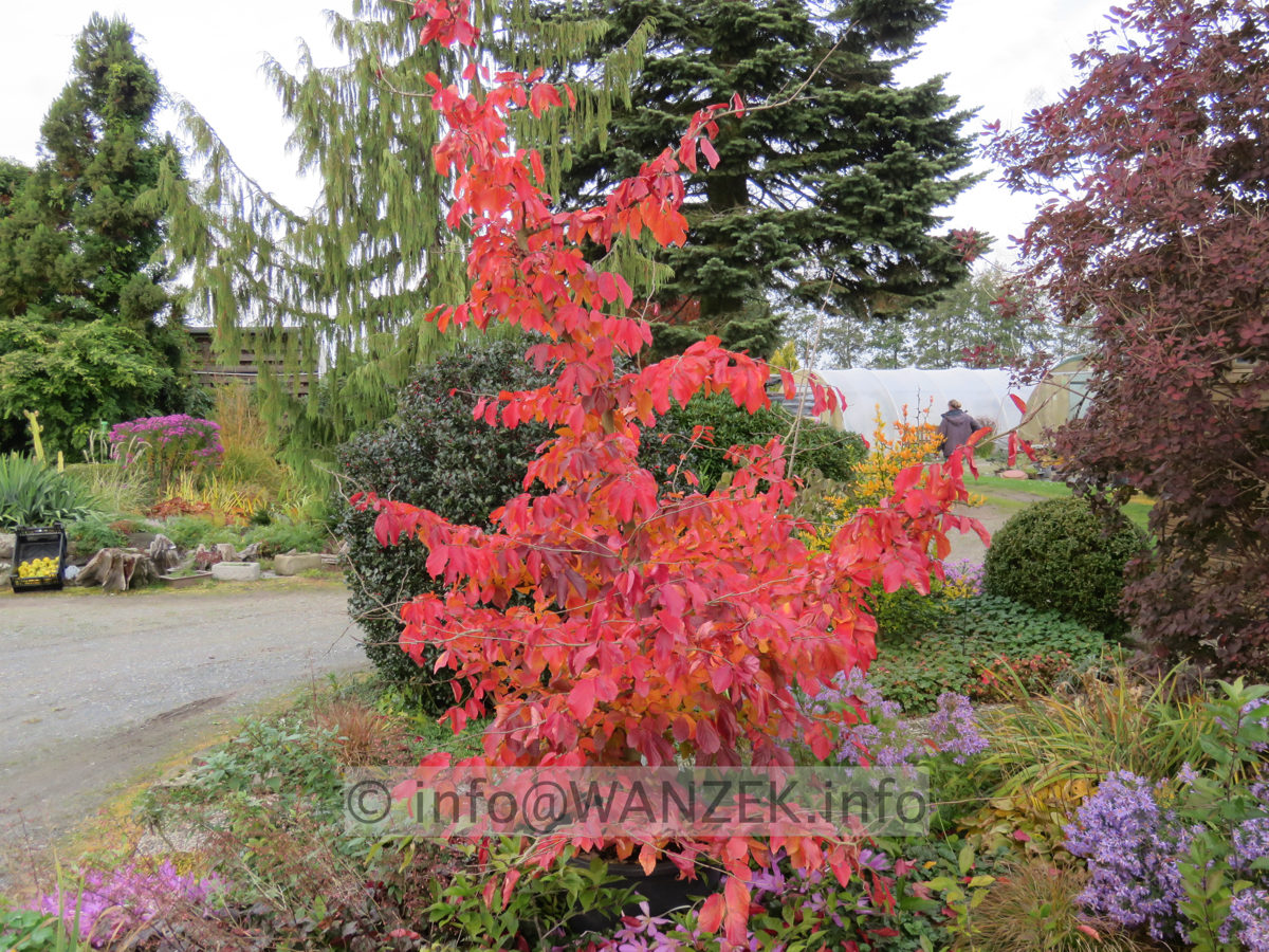 Parrotia persica Vanessa 04 Herbst 003.JPG